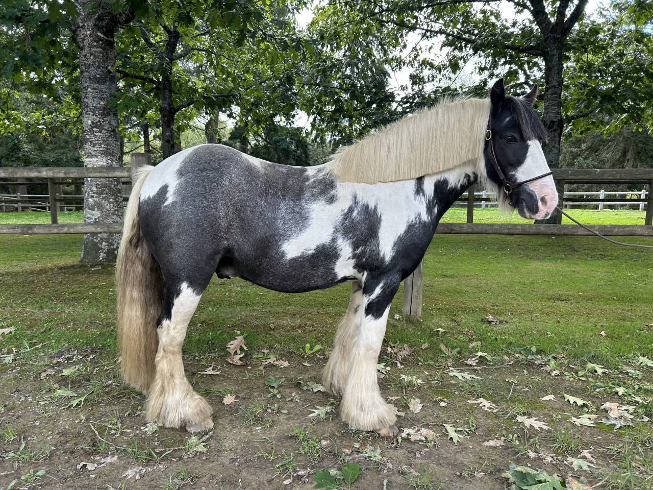 Castrone Origine Non Constatata In vendita 2015 Pezzato