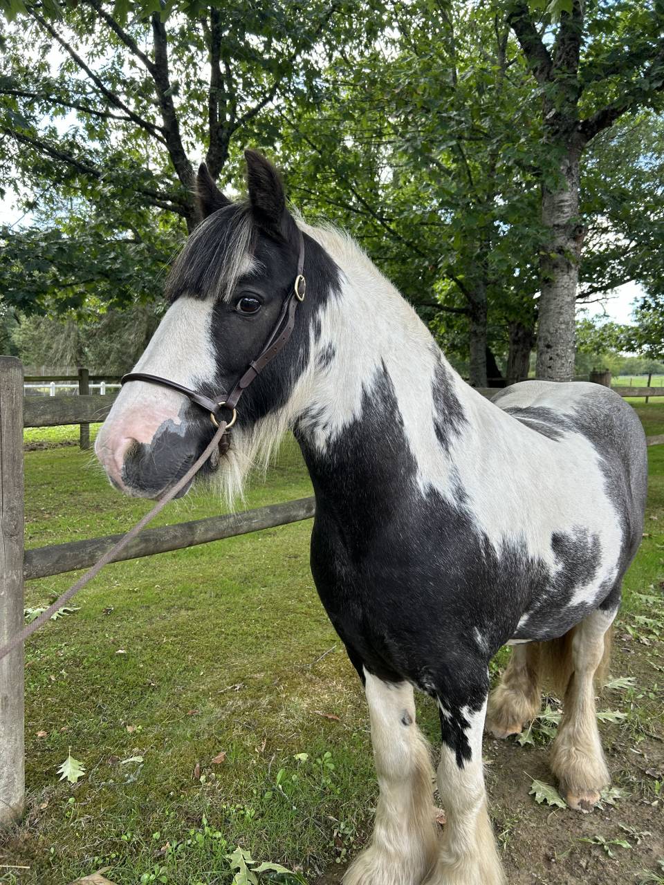 Castrone Origine Non Constatata In vendita 2015 Pezzato