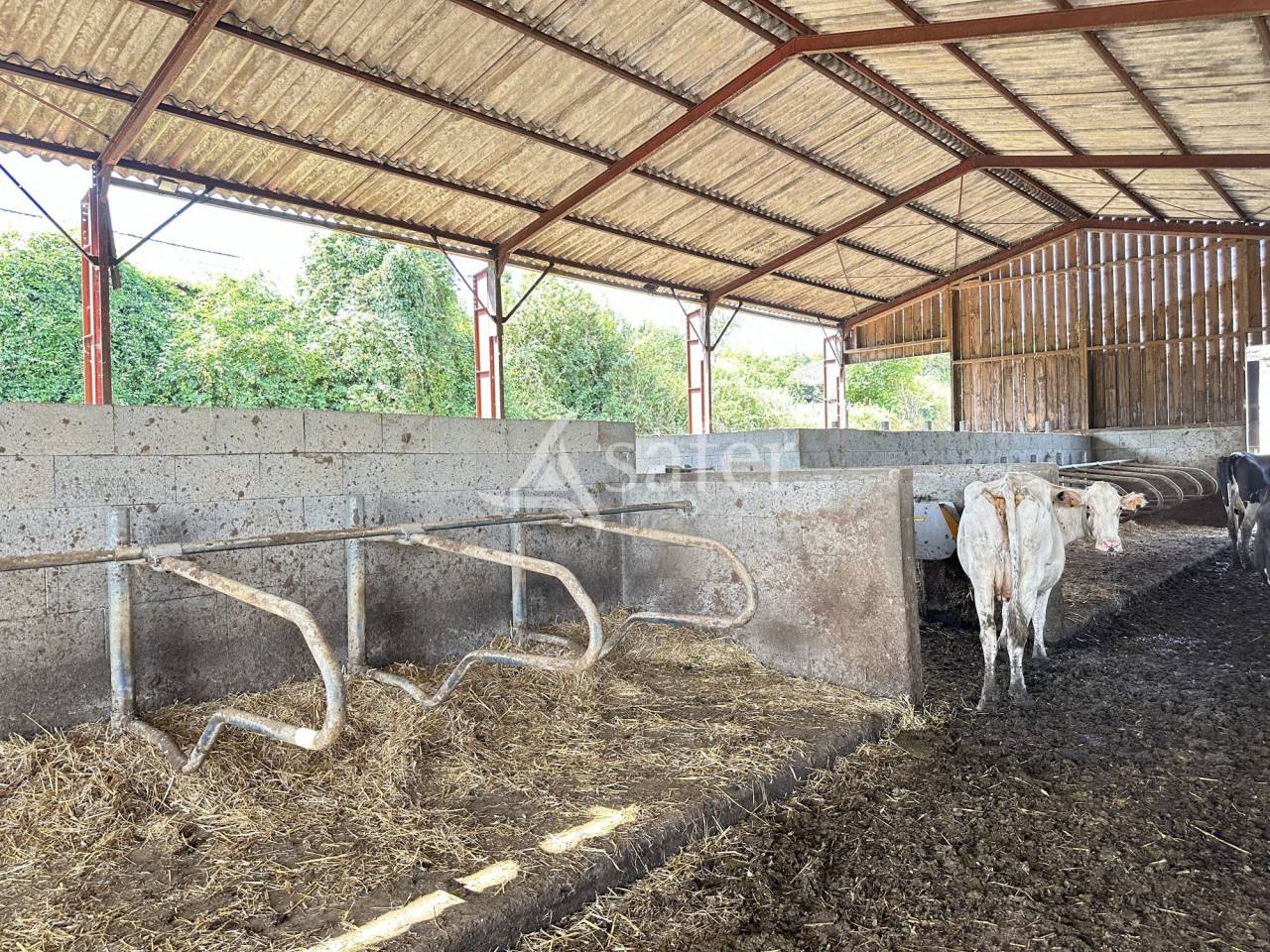 Azienda lattaia In vendita Charente