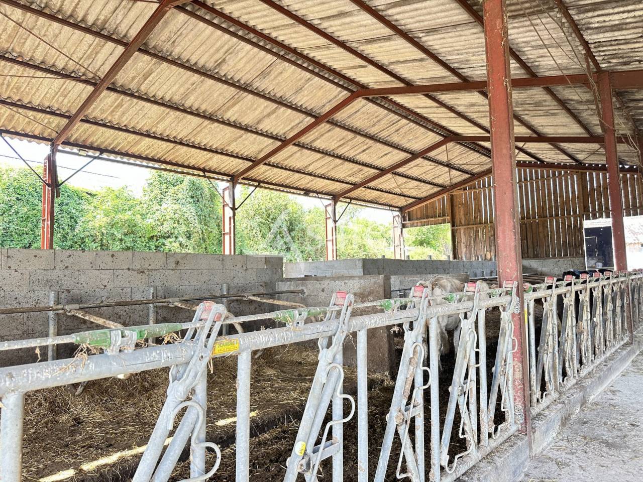 Azienda lattaia In vendita Charente