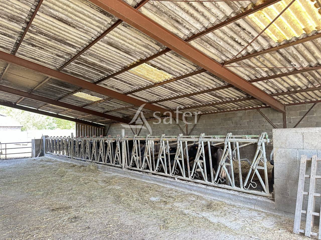 Azienda lattaia In vendita Charente