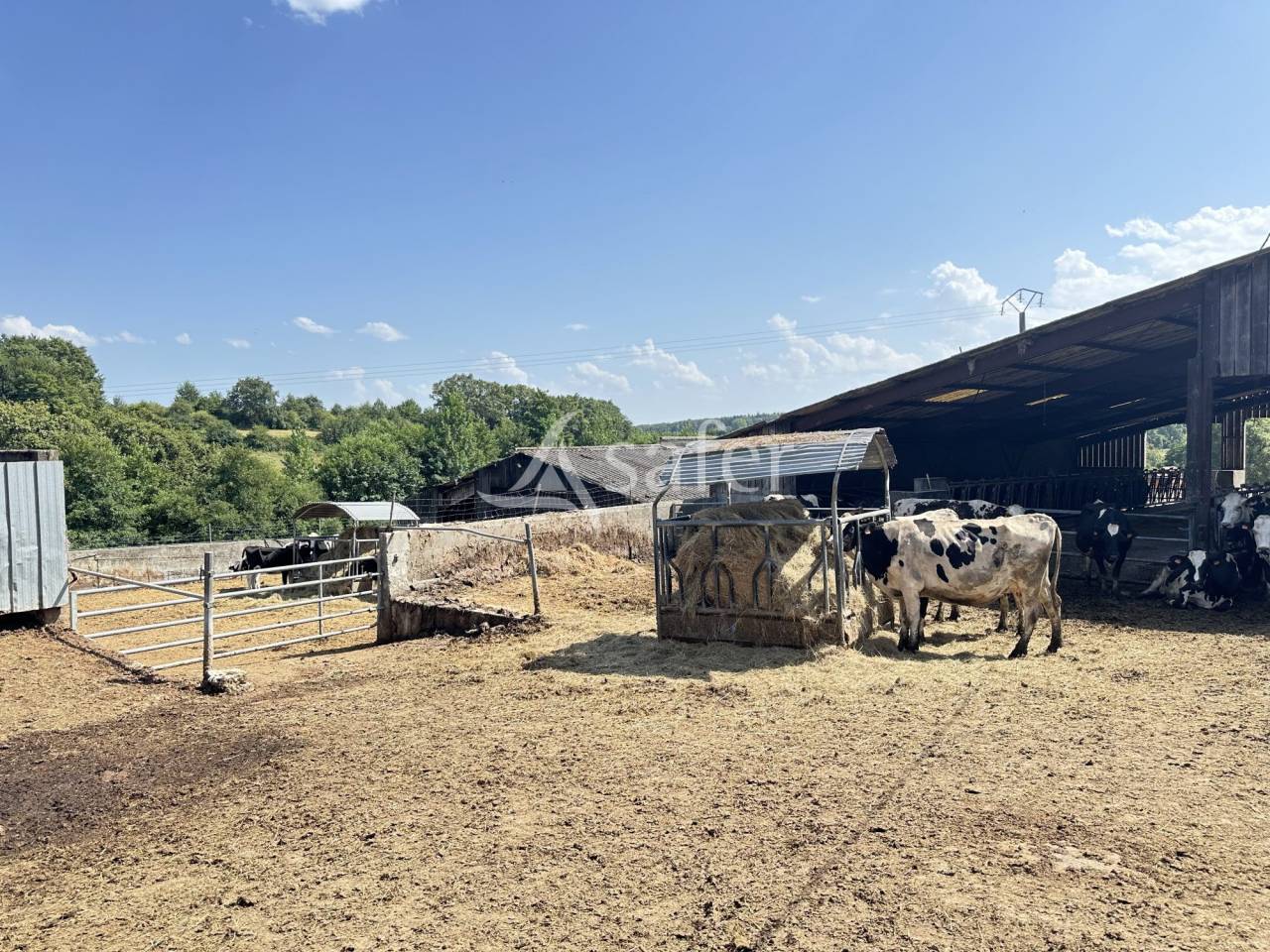 Azienda lattaia In vendita Charente