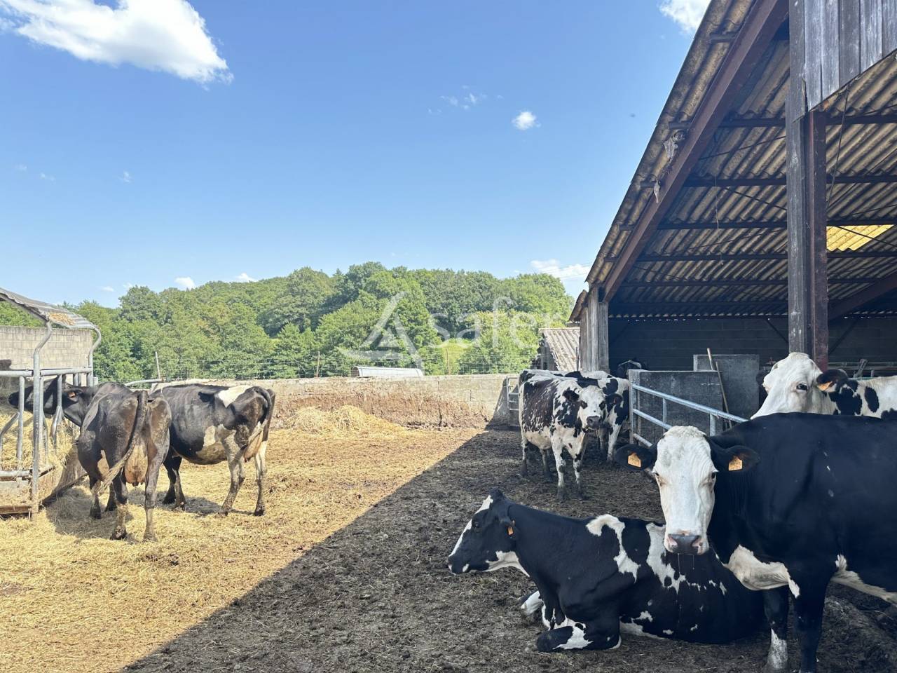 Azienda lattaia In vendita Charente