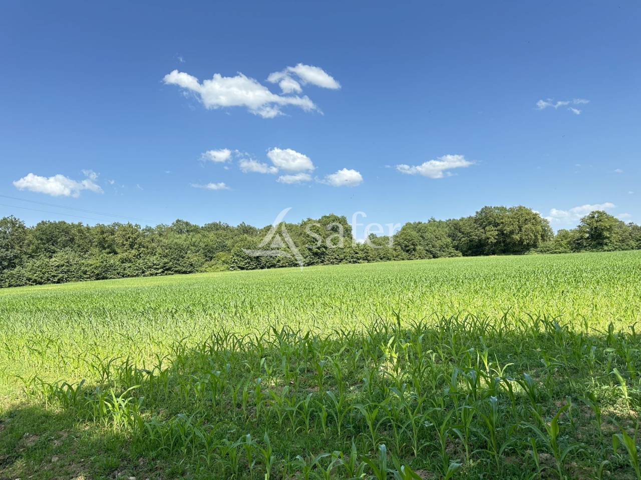 Azienda lattaia In vendita Charente
