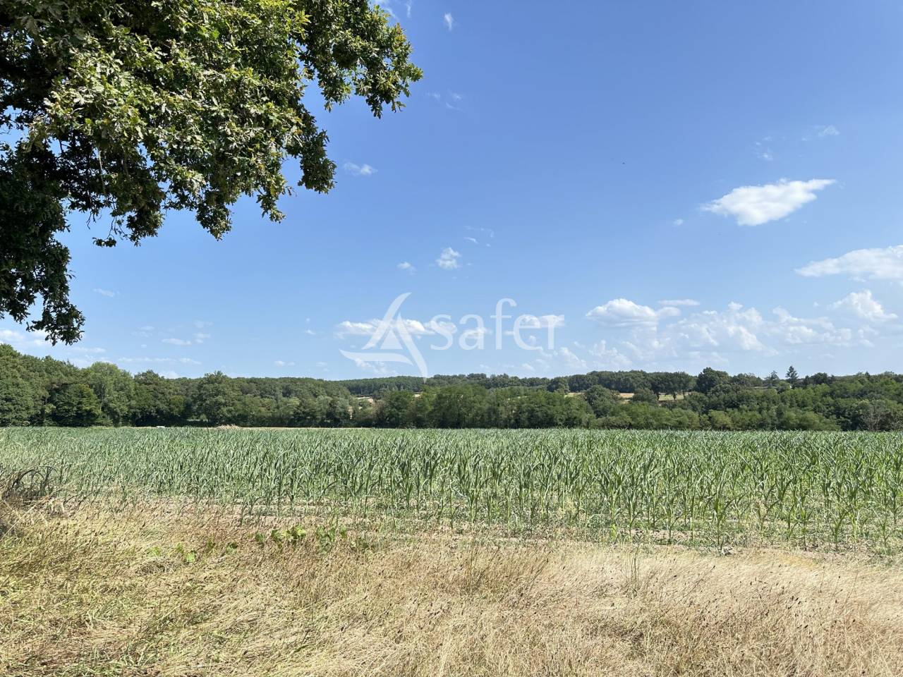 Azienda lattaia In vendita Charente
