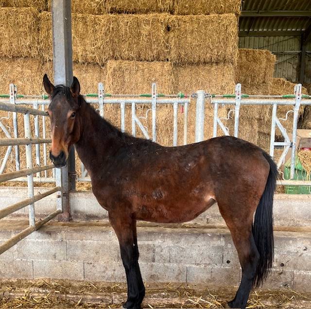 Castrone Sella Francese In vendita 2023 Baio ,  ROY DE LA VALLEE