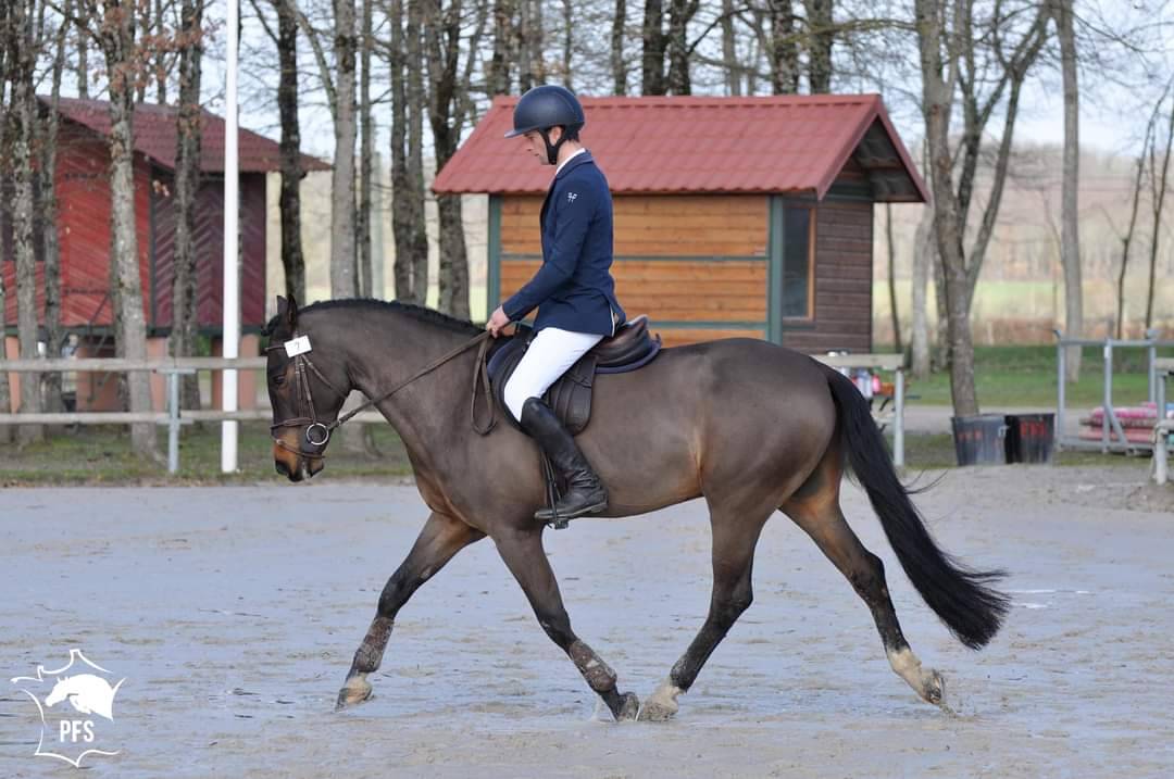 Vlashorst Arbalou - New Forest 2009 ,  Niloway Arbalou