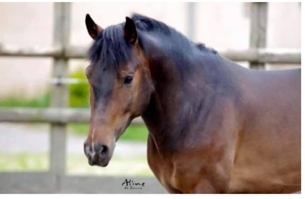 Vlashorst Arbalou - New Forest 2009 ,  Niloway Arbalou