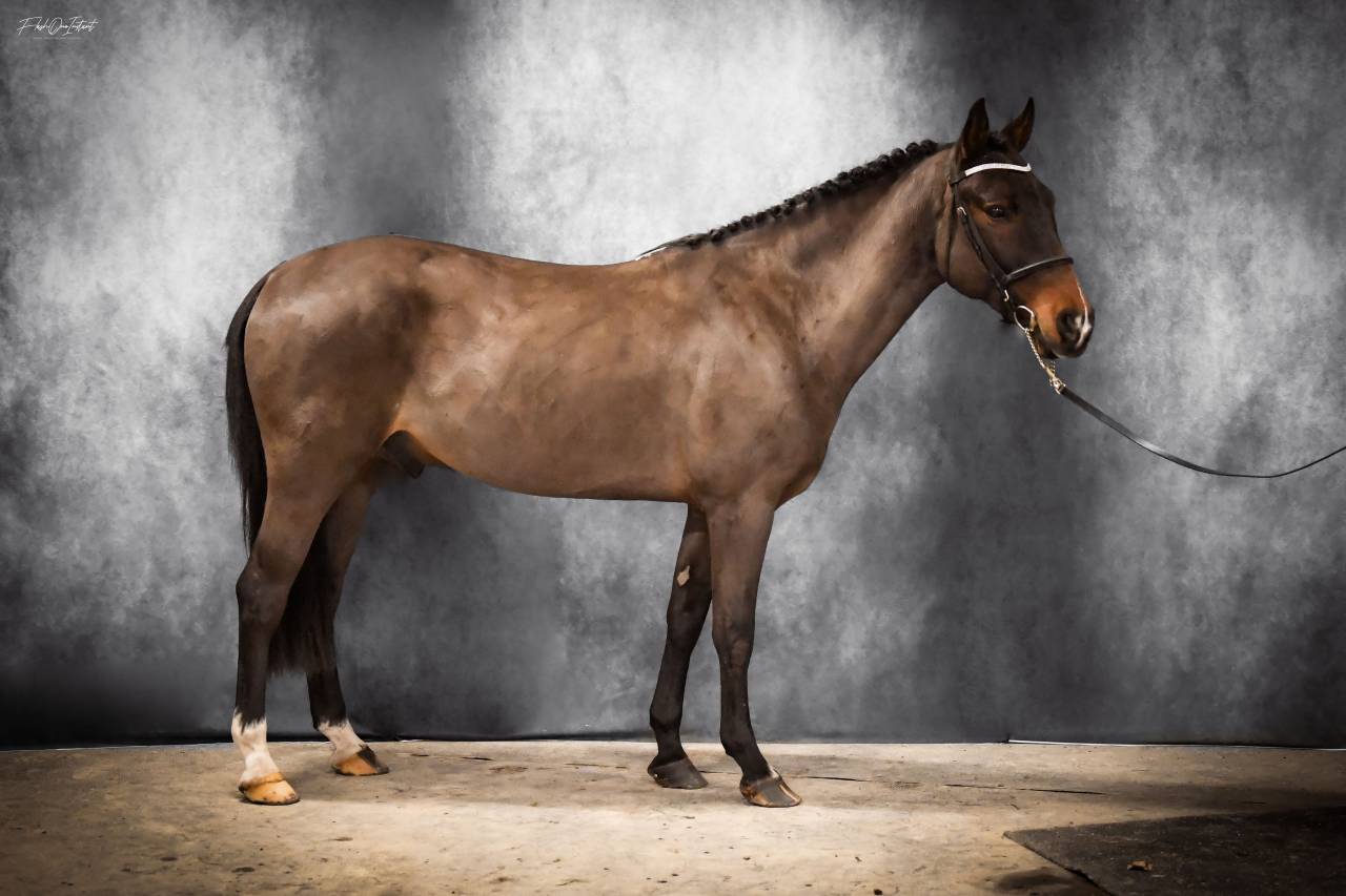 Vlashorst Arbalou - New Forest 2009 ,  Niloway Arbalou