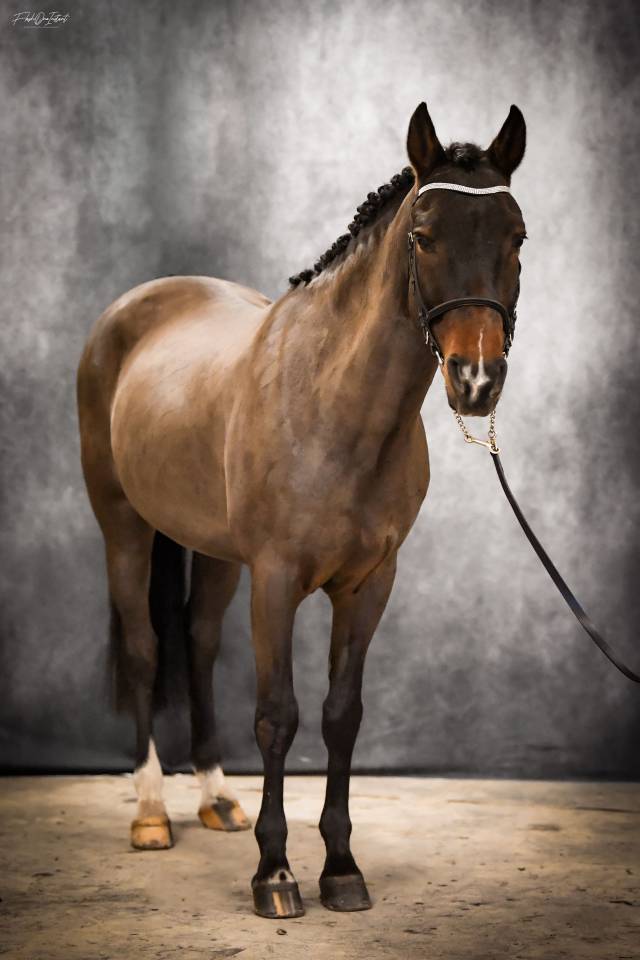 Vlashorst Arbalou - New Forest 2009 ,  Niloway Arbalou