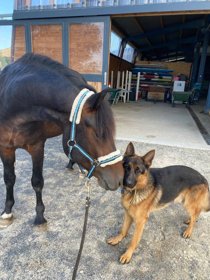 Logan du Poet  - New Forest 2021 ,  Birkilds Balboa dk