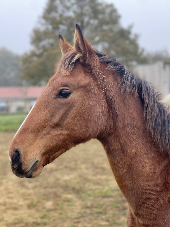 Cavalla Zangersheide In vendita 2024 Baio ,  ALLROAD 2000 Z