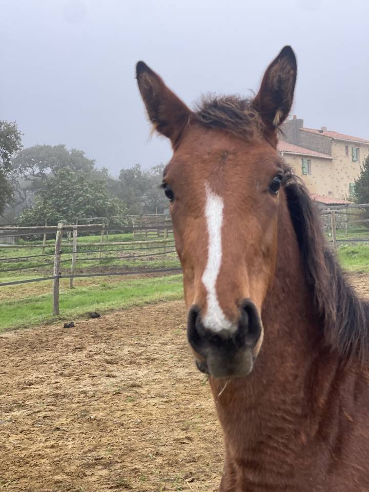 Cavalla Zangersheide In vendita 2024 Baio ,  ALLROAD 2000 Z