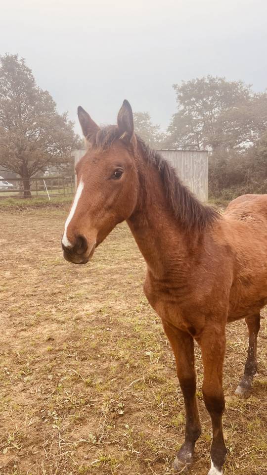 Cavalla Zangersheide In vendita 2024 Baio ,  ALLROAD 2000 Z