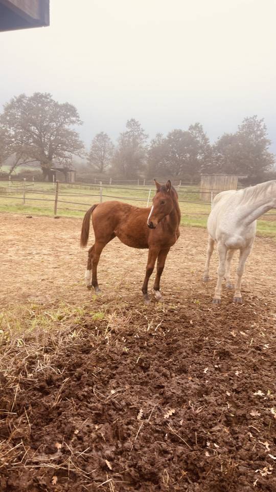 Cavalla Zangersheide In vendita 2024 Baio ,  ALLROAD 2000 Z