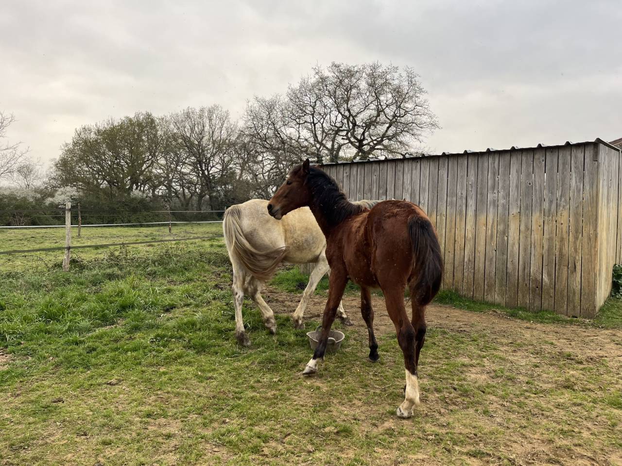 Cavalla Zangersheide In vendita 2024 Baio ,  ALLROAD 2000 Z