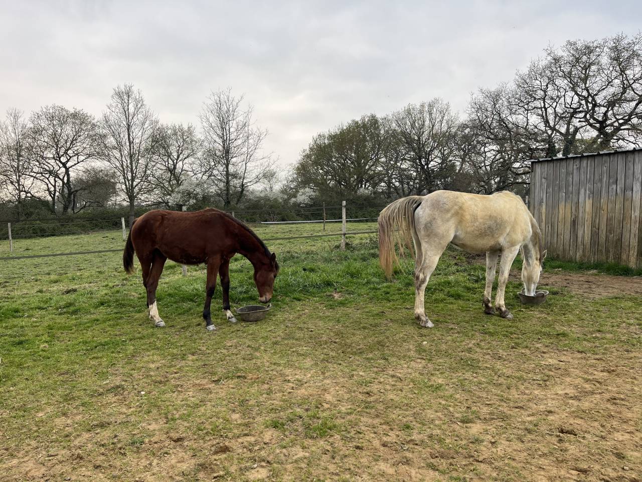 Cavalla Zangersheide In vendita 2024 Baio ,  ALLROAD 2000 Z