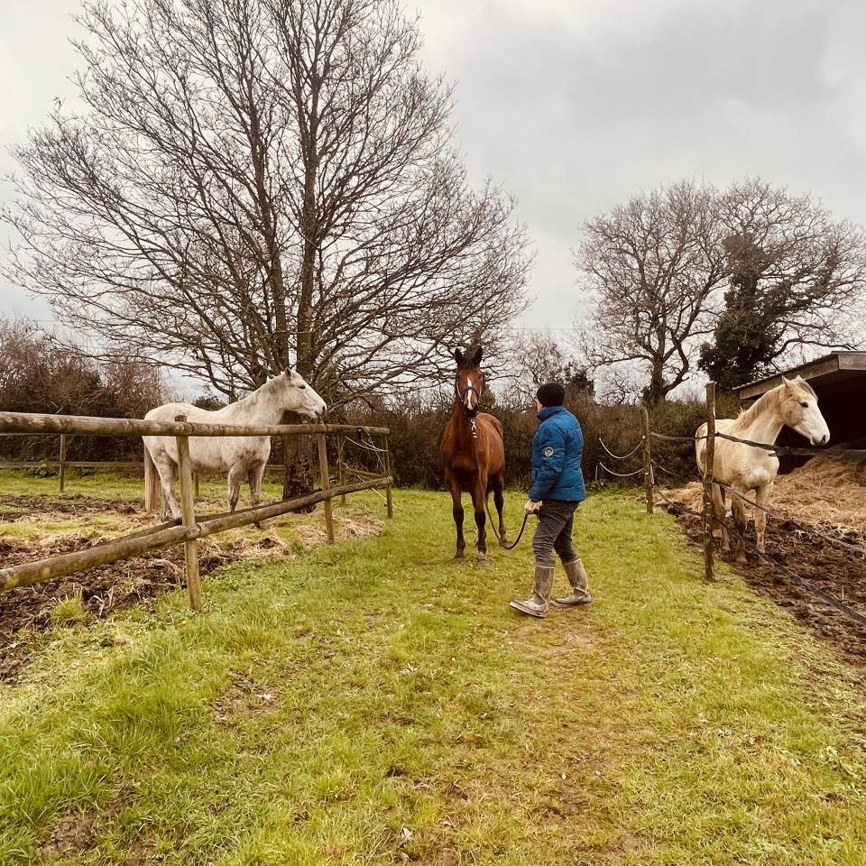 Cavalla Zangersheide In vendita 2024 Baio ,  ALLROAD 2000 Z