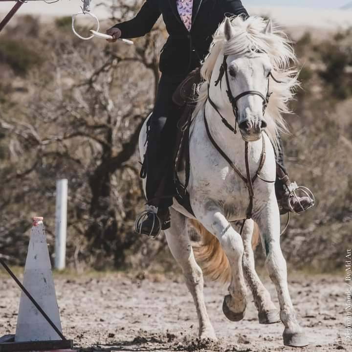 Esprit du Mas étalon Elite - Camargue 2014