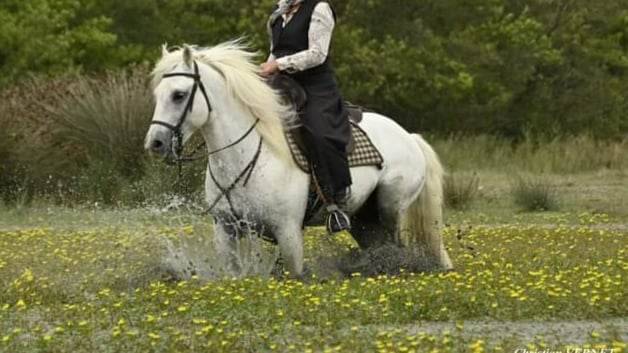 Esprit du Mas étalon Elite - Camargue 2014