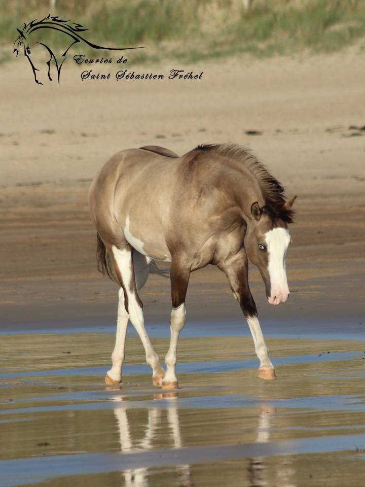 SHINING C GEE WHIZ - Paint Horse 2022 ,  Dun Splash Of Cream