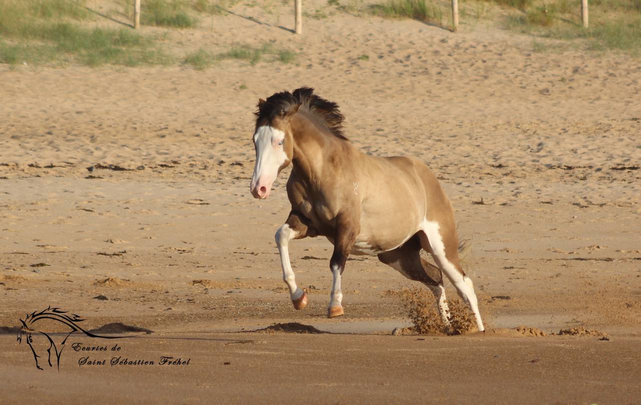 SHINING C GEE WHIZ - Paint Horse 2022 ,  Dun Splash Of Cream