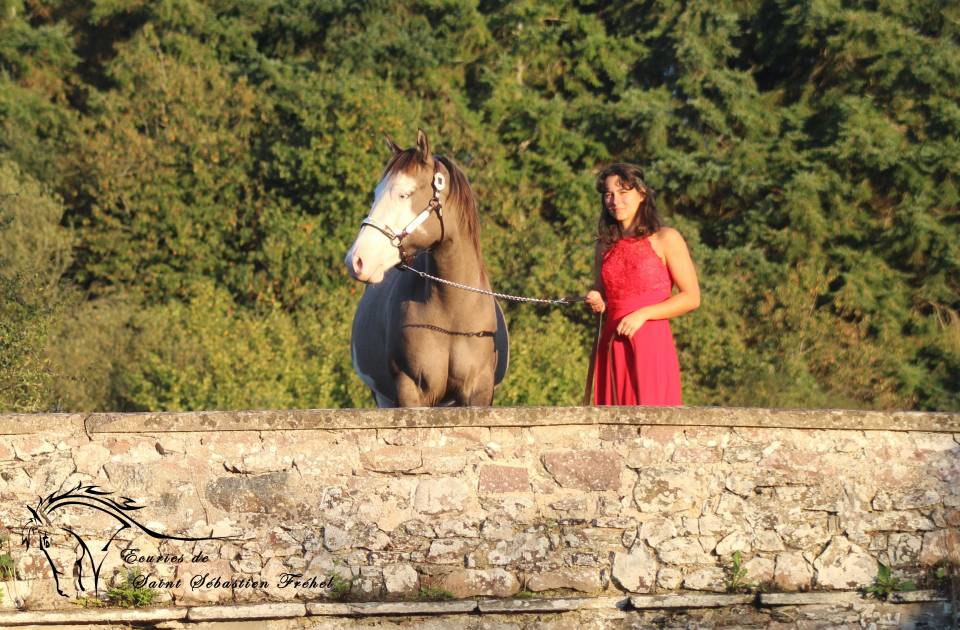 SHINING C GEE WHIZ - Paint Horse 2022 ,  Dun Splash Of Cream