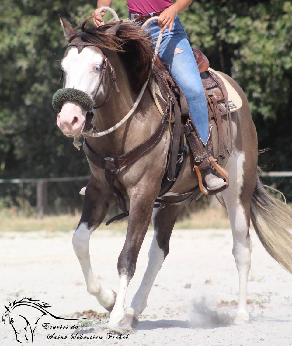 SHINING C GEE WHIZ - Paint Horse 2022 ,  Dun Splash Of Cream