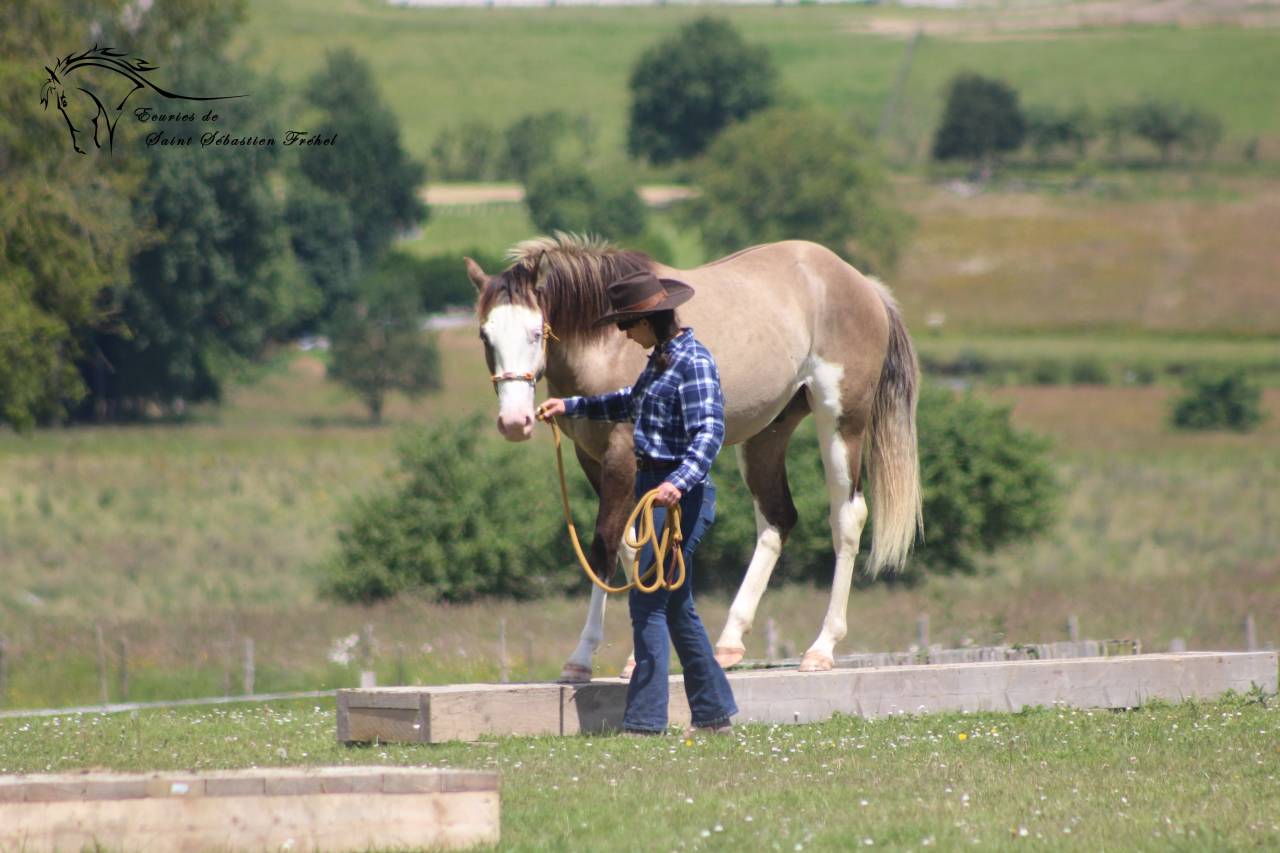 SHINING C GEE WHIZ - Paint Horse 2022 ,  Dun Splash Of Cream