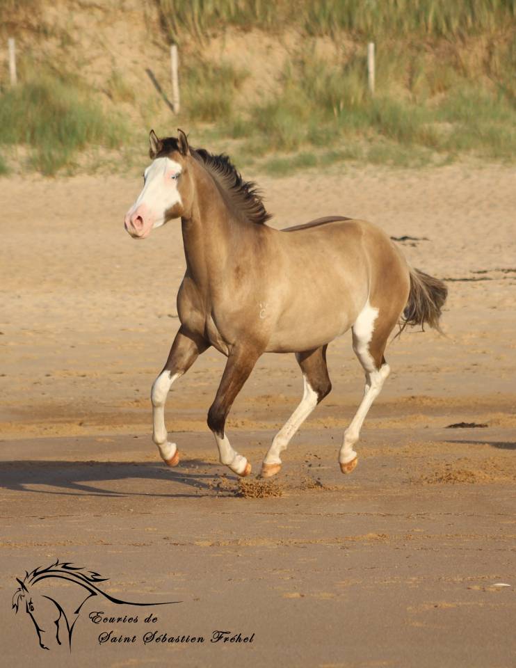 SHINING C GEE WHIZ - Paint Horse 2022 ,  Dun Splash Of Cream