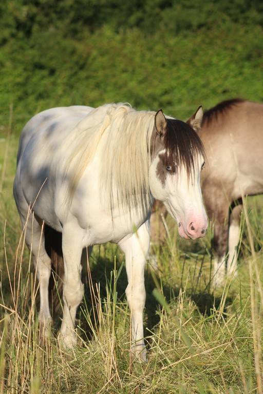 MOHICAN BLUE PRIMROSE - Paint Horse 2022 ,  pepsi poco smoke