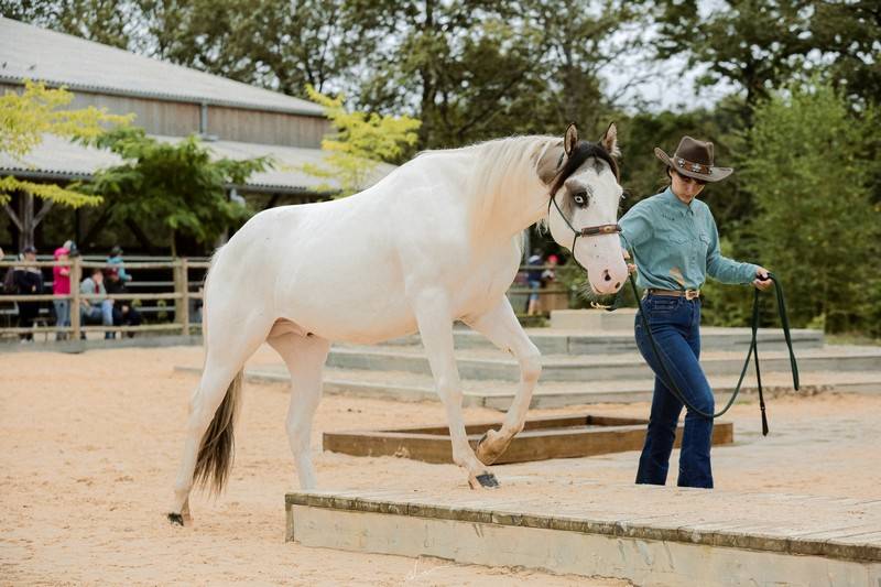 MOHICAN BLUE PRIMROSE - Paint Horse 2022 ,  pepsi poco smoke