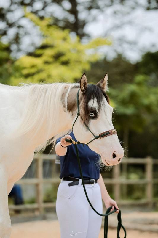MOHICAN BLUE PRIMROSE - Paint Horse 2022 ,  pepsi poco smoke