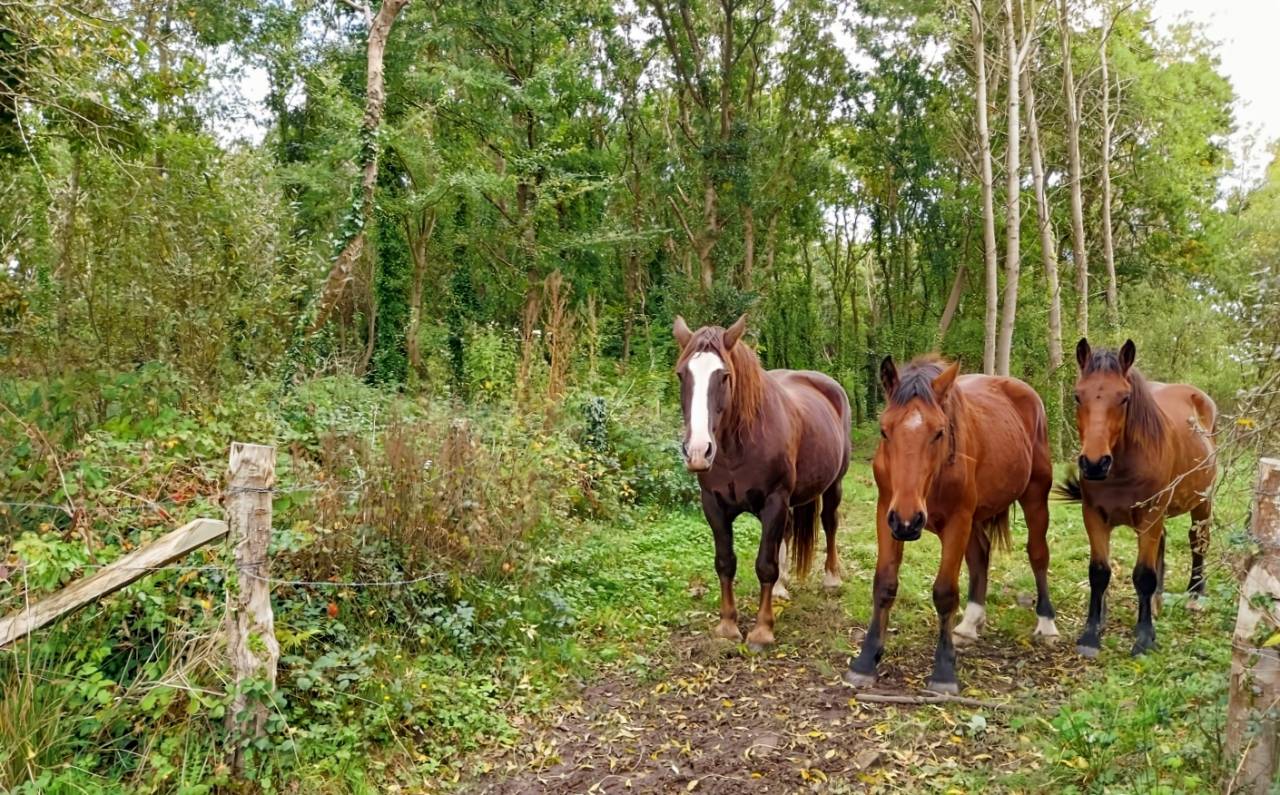 Bella dimora equestre In vendita Manche
