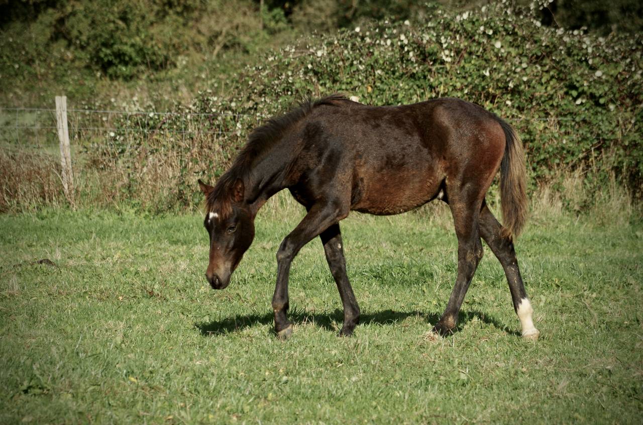 Puledro New Forest In vendita 2024 Baio scuro ,  VOGNMANDGARDENS REMBRANDT