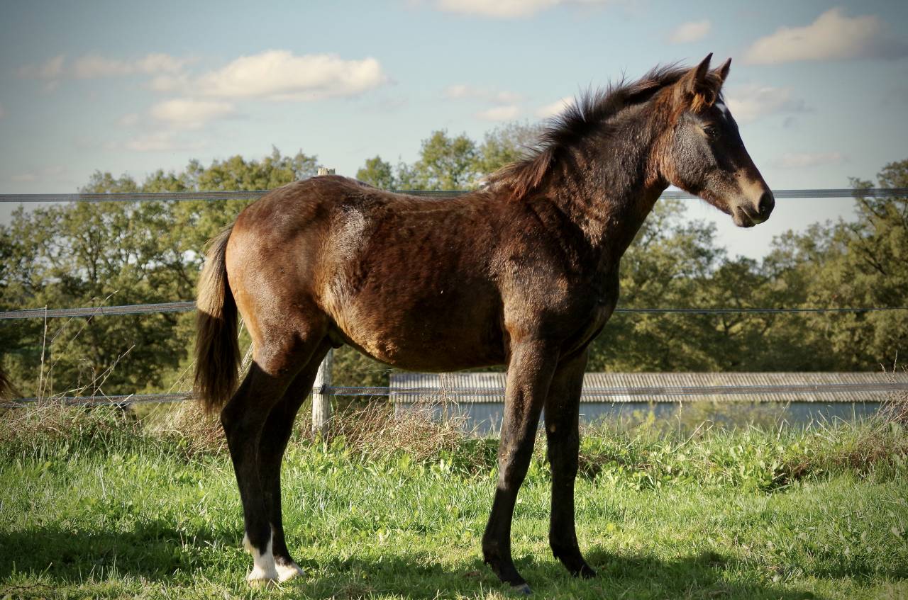 Puledro New Forest In vendita 2024 Baio scuro ,  VOGNMANDGARDENS REMBRANDT