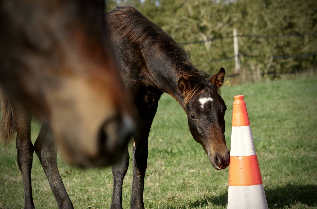 Puledro New Forest In vendita 2024 Baio scuro ,  VOGNMANDGARDENS REMBRANDT