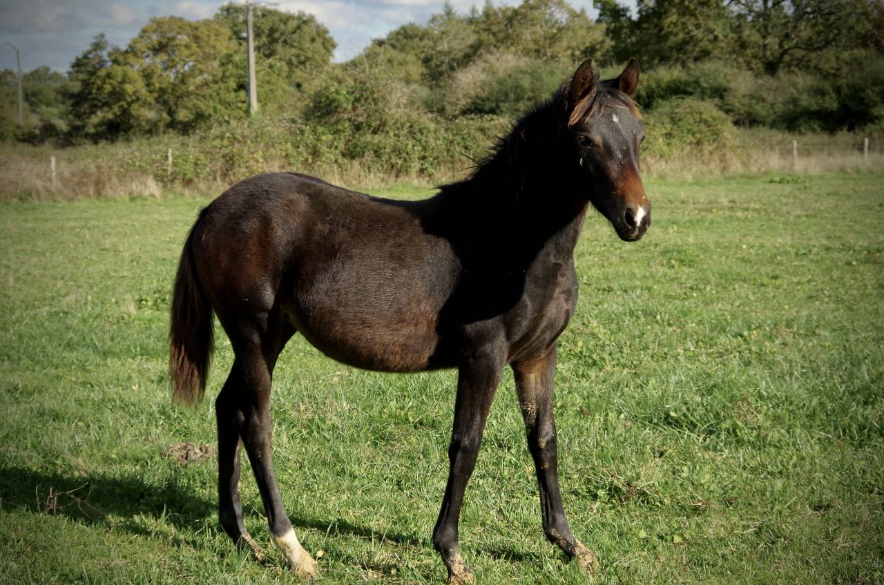 Puledra New Forest In vendita 2024 Baio scuro ,  VOGNMANDGARDENS REMBRANDT