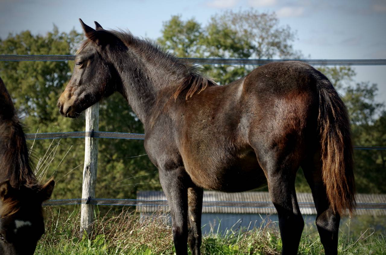 Puledra New Forest In vendita 2024 Baio scuro ,  VOGNMANDGARDENS REMBRANDT