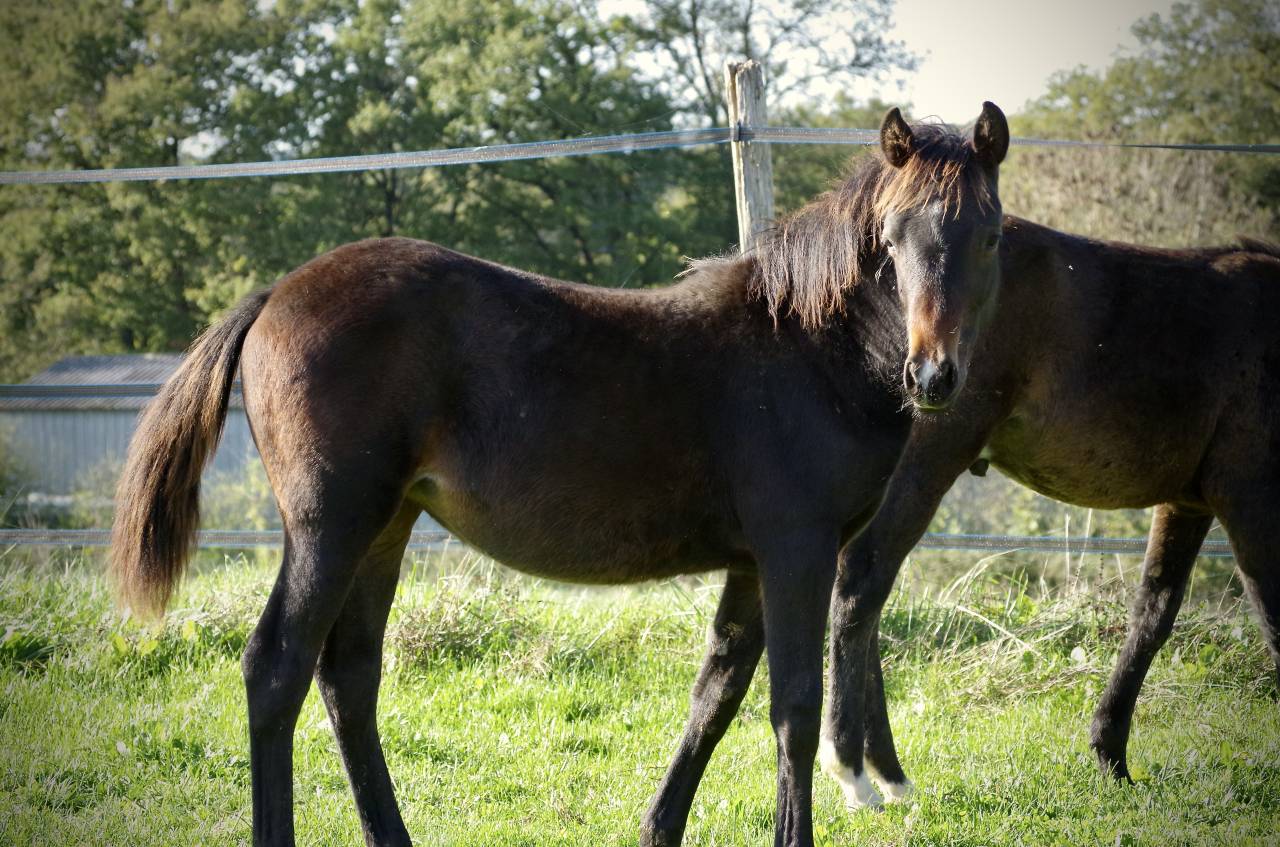 Puledra New Forest In vendita 2024 Baio scuro ,  VOGNMANDGARDENS REMBRANDT