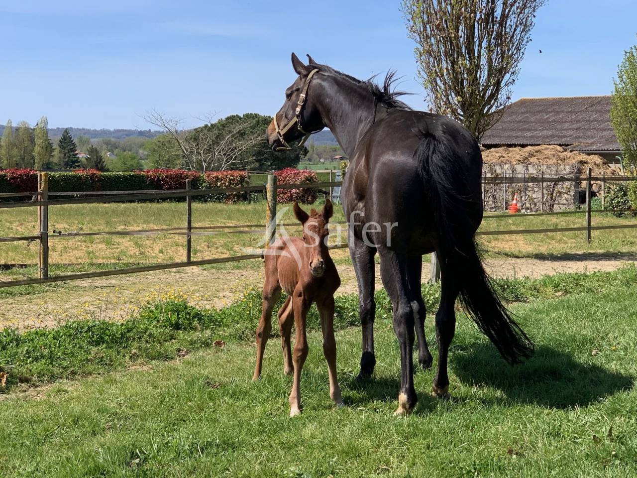 Proprietà equestre In vendita Hautes-Pyrénées