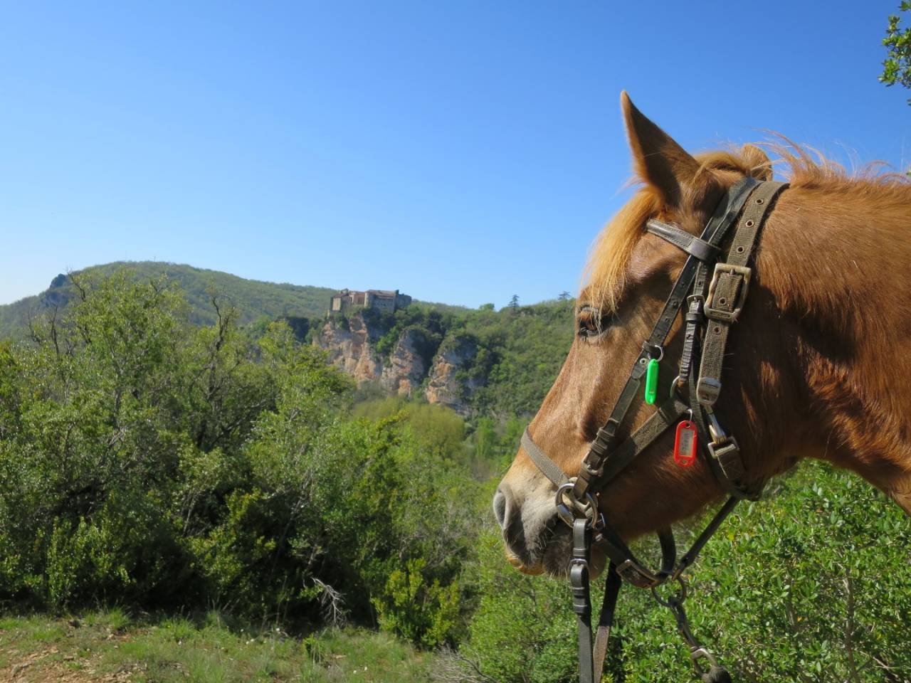 Proprietà equestre In vendita Tarn-et-Garonne
