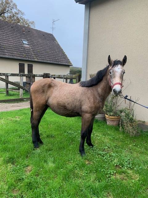 Puledro Connemara In vendita 2023 Isabella ,  GALION DE MINUITE