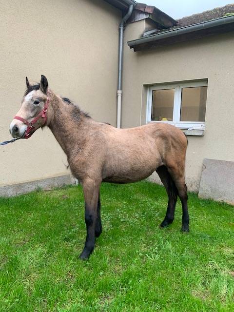 Puledro Connemara In vendita 2023 Isabella ,  GALION DE MINUITE