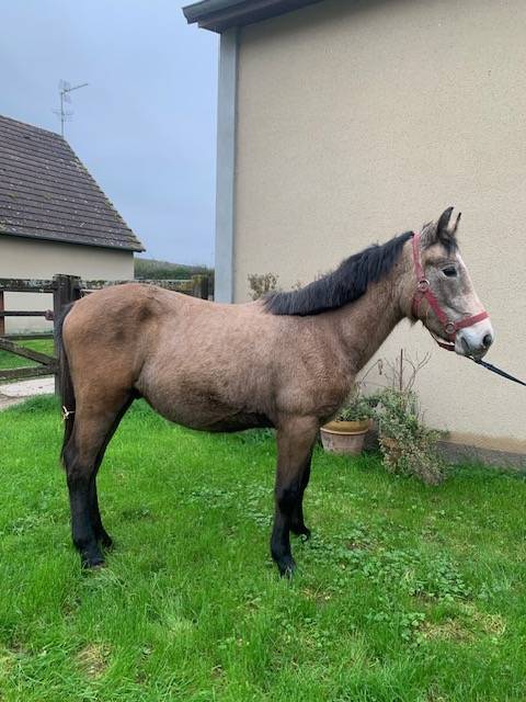Puledro Connemara In vendita 2023 Isabella ,  GALION DE MINUITE
