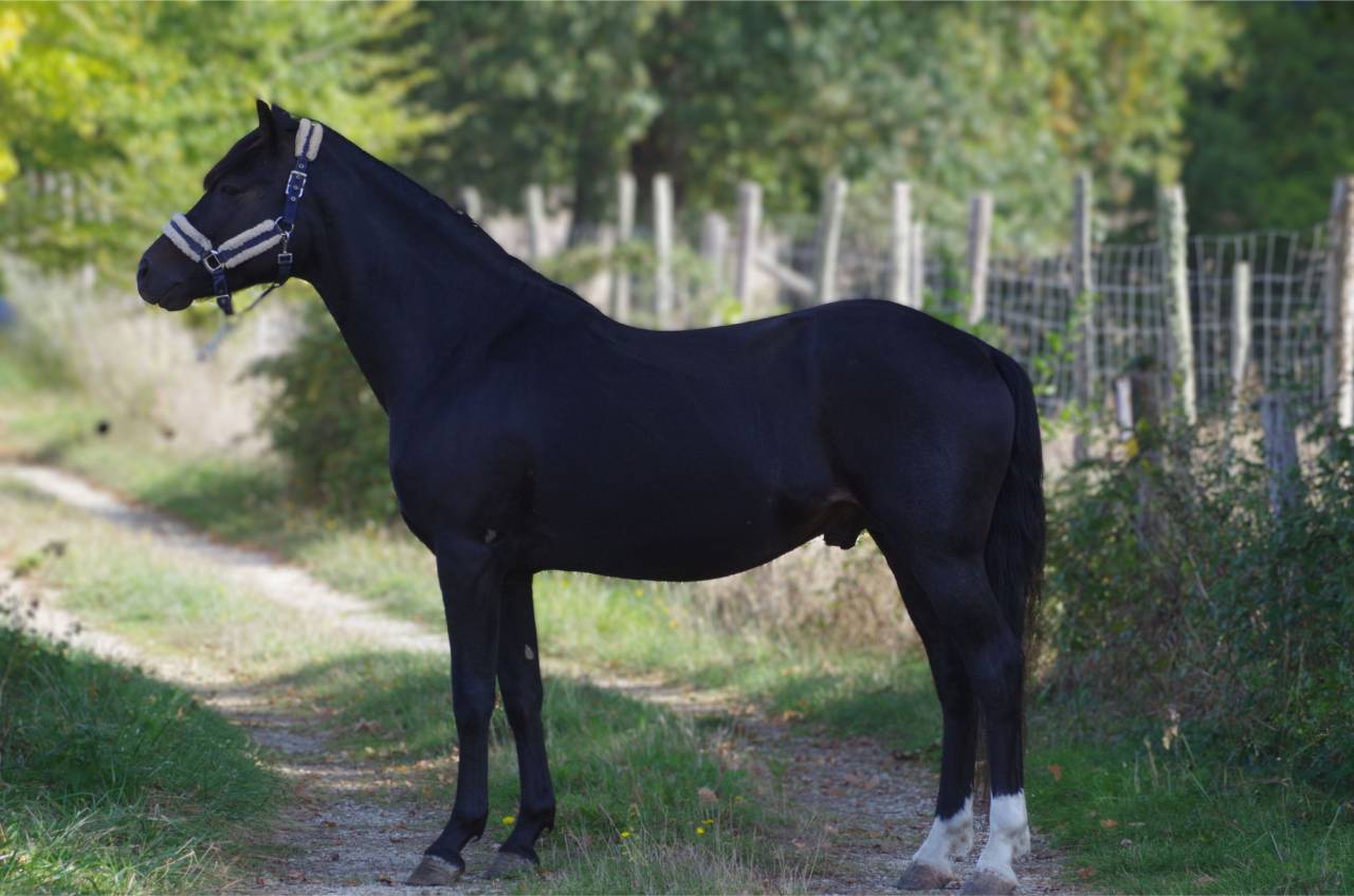 VOGNMANDGARDENS REMBRANDT - New Forest 2020 ,  OPBROEKS WICKLOW