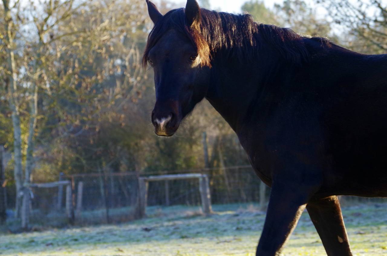 VOGNMANDGARDENS REMBRANDT - New Forest 2020 ,  OPBROEKS WICKLOW