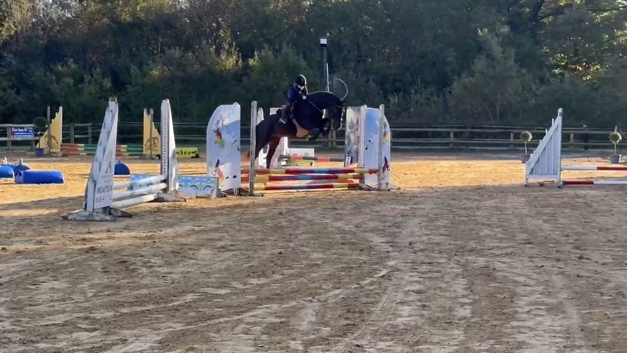 VOGNMANDGARDENS REMBRANDT - New Forest 2020 ,  OPBROEKS WICKLOW