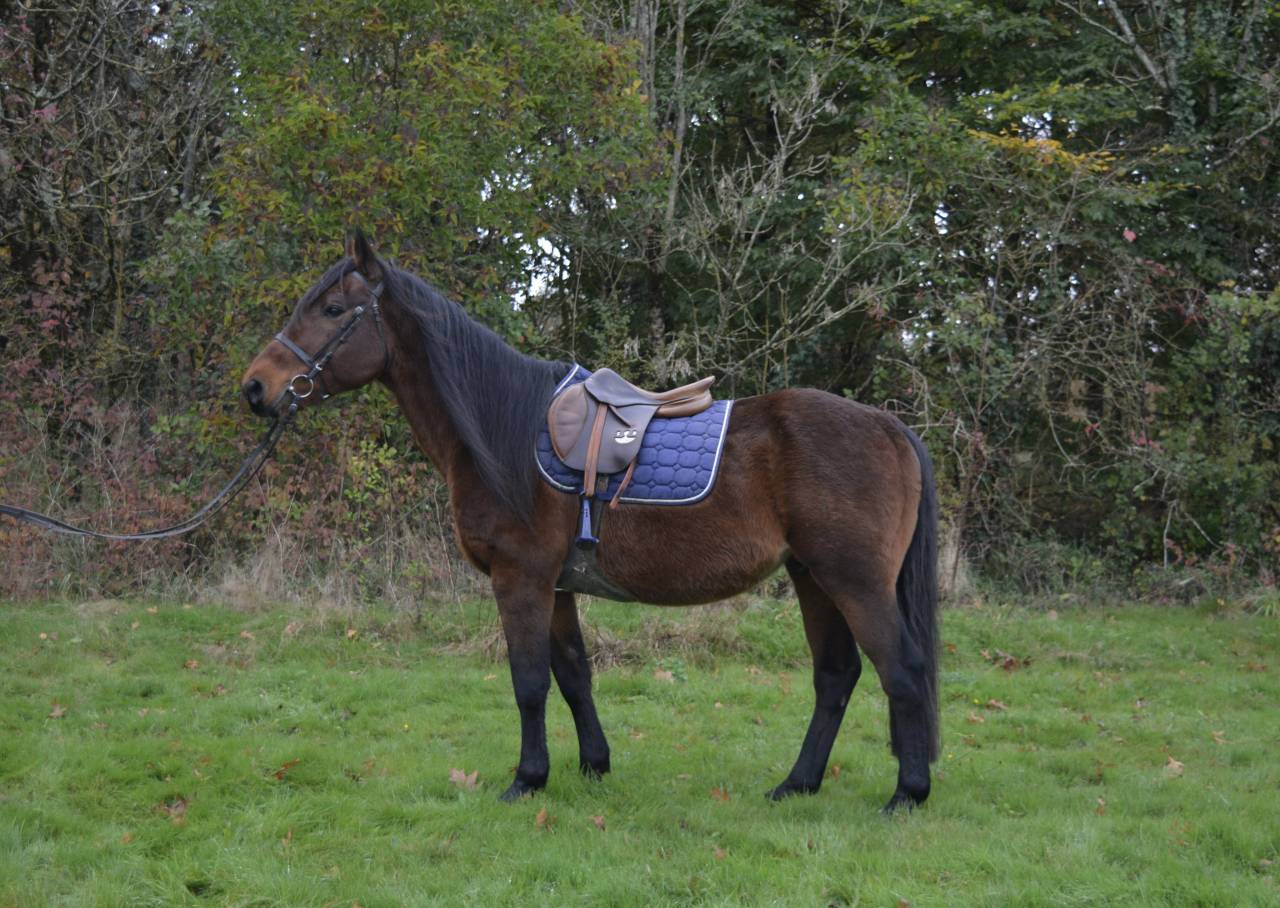 Castrone Origine Non Constatata In vendita 2014 Baio