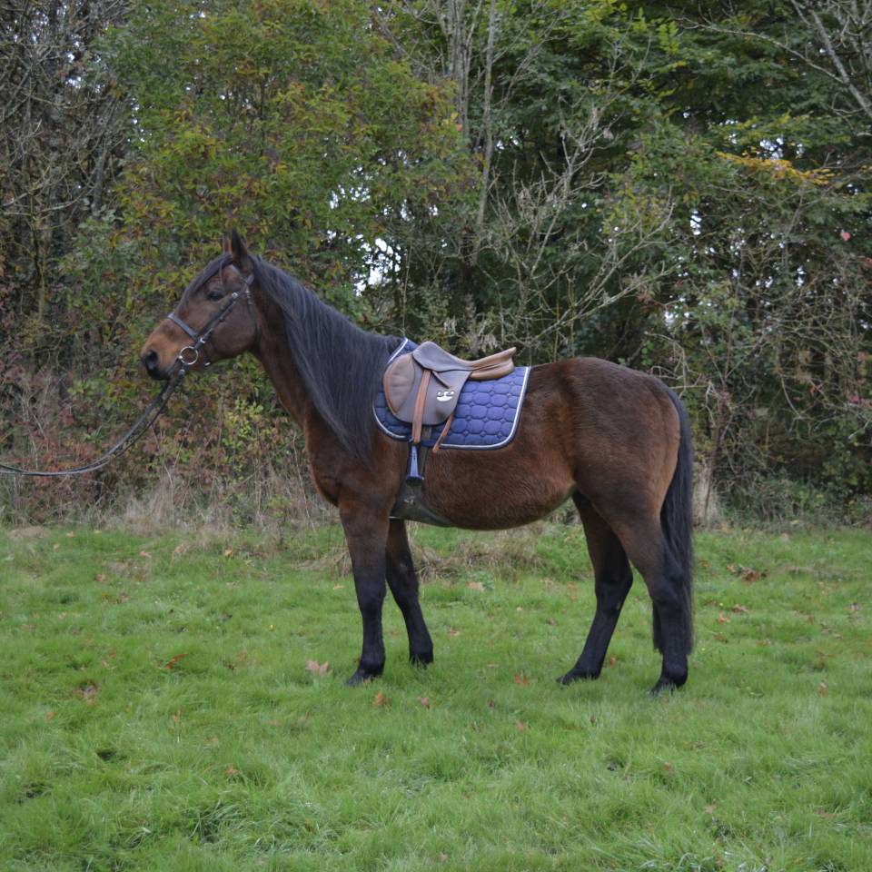 Castrone Origine Non Constatata In vendita 2014 Baio